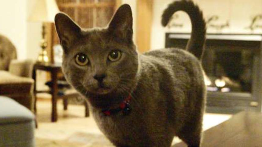 cat-3-web.jpg
