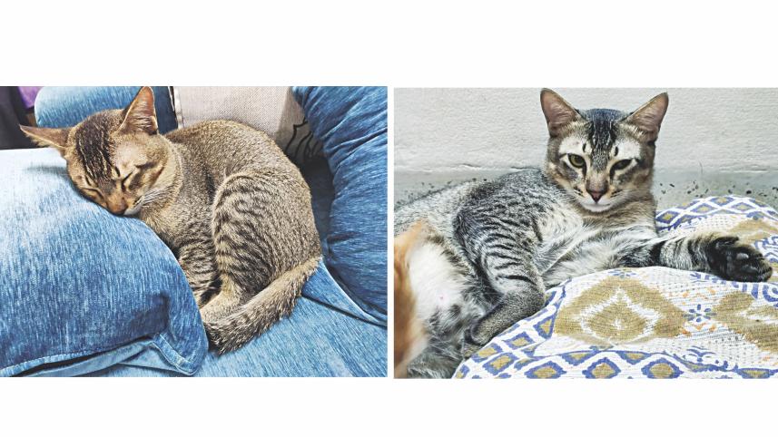 cat1.jpg