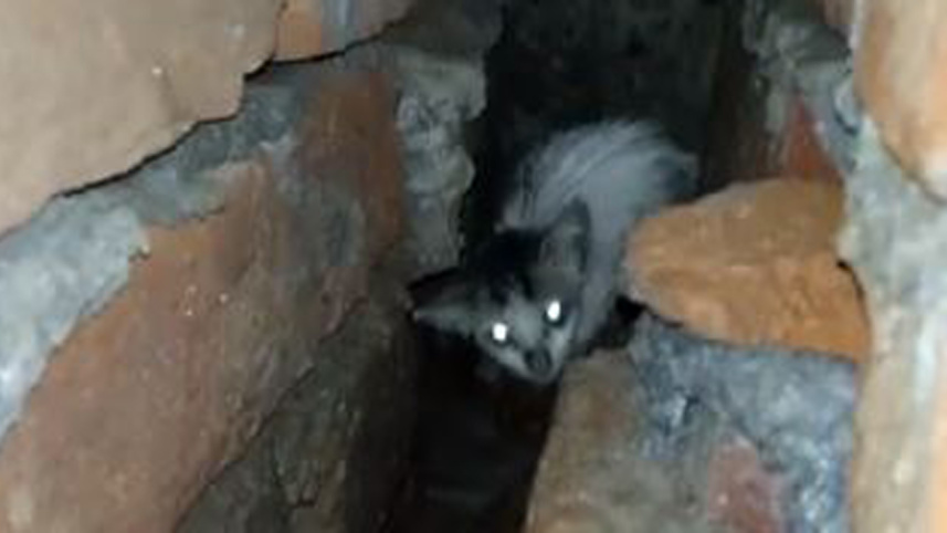 cat_2.JPG