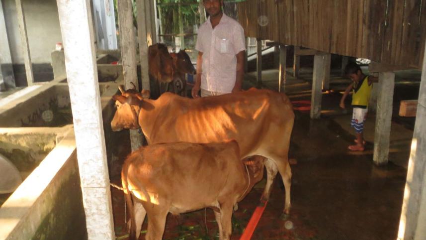 cattle.jpg