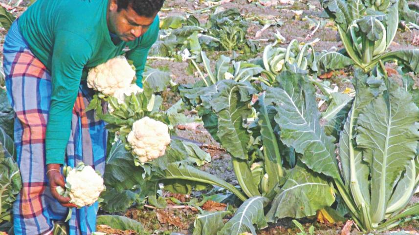 Cauliflower