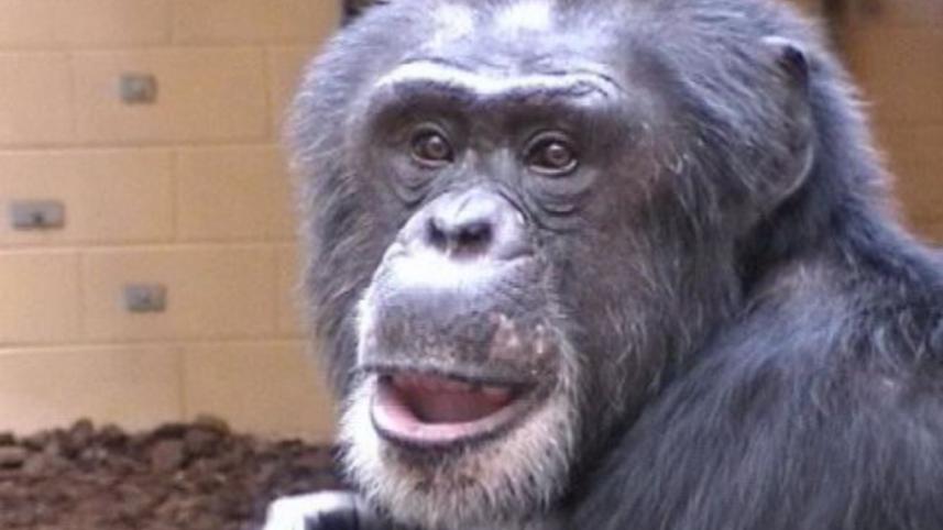 Chimpanzees