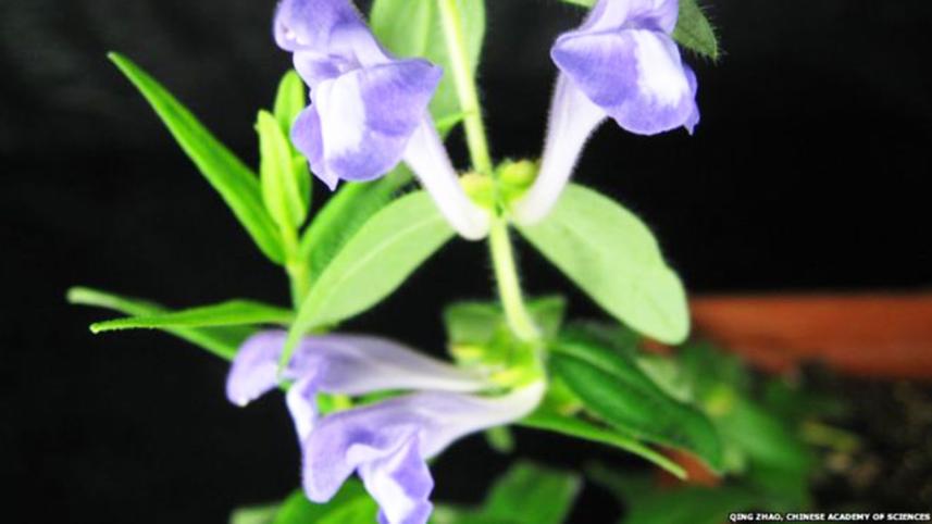 Chinese-plant.jpg