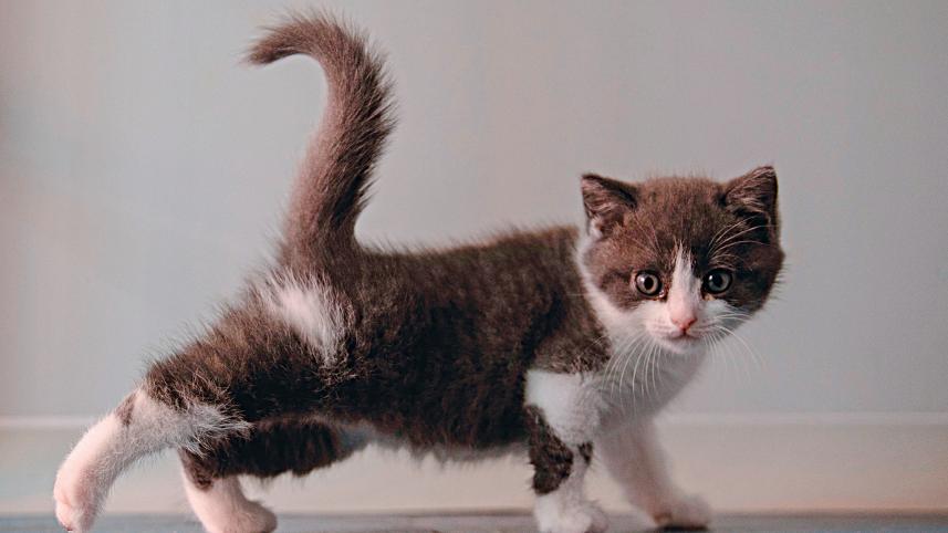 chinese kitten.jpg
