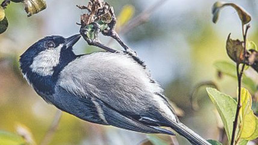 Cinerous tit.jpg