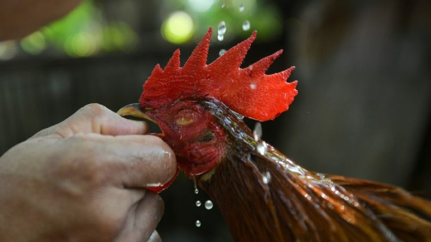 cock fight.jpg