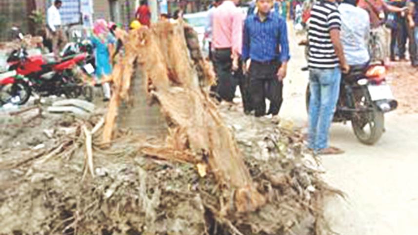 coconut tree.jpg
