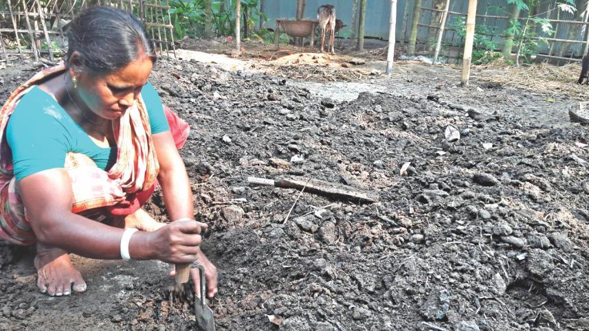 Compost from cow dung boon for farmers