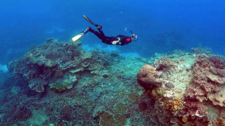 Coral reef.jpg