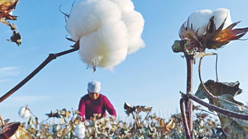 Cotton.jpg