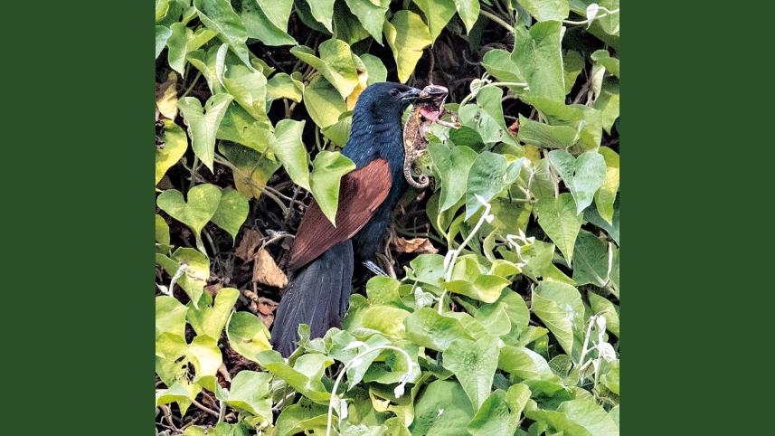 Coucal.jpg