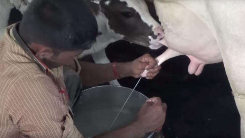 Pesticides Residue in Milk