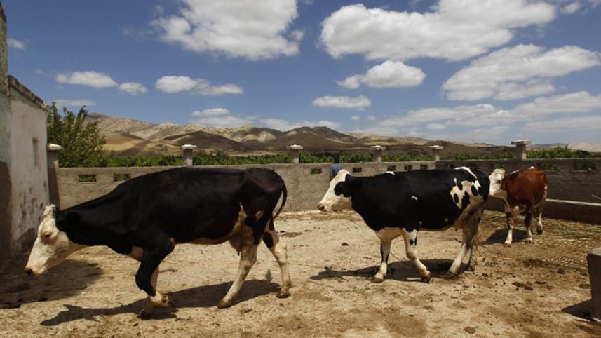 Cow-web.jpg