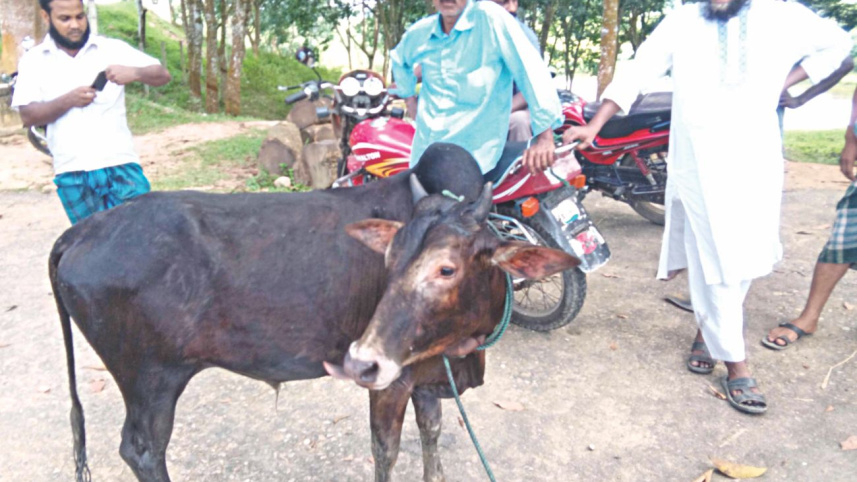 cow.jpg