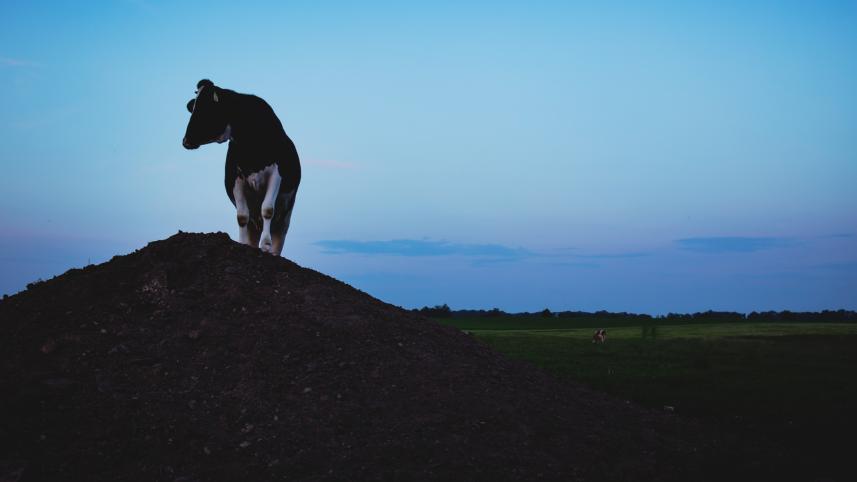 cow.jpg