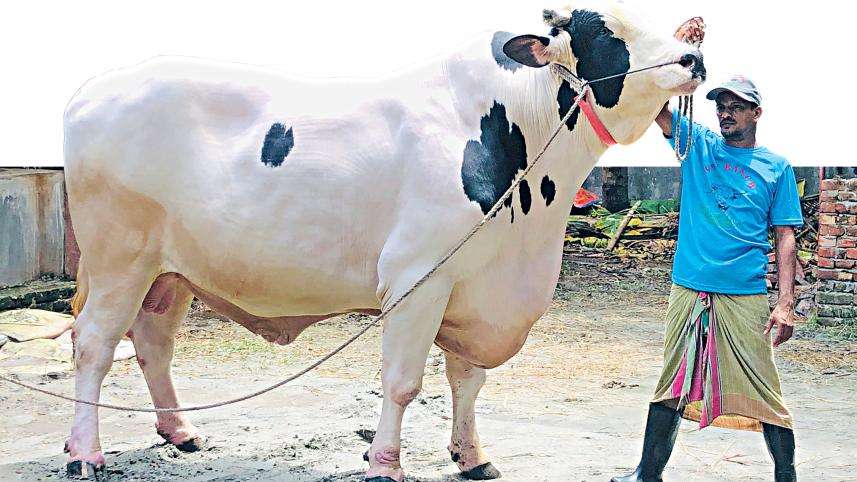 cow.jpg