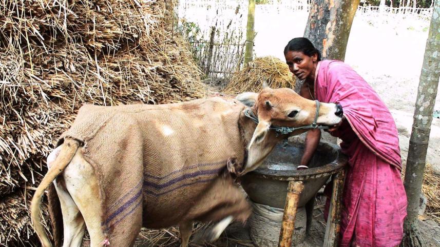 cow.jpg