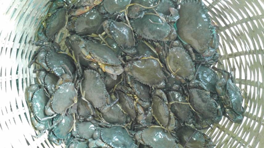 crabs.jpg