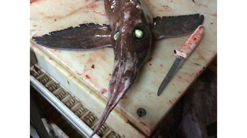 creepy-fish-web.jpg