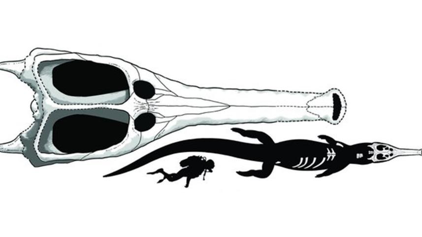 crocodile-2-web.jpg