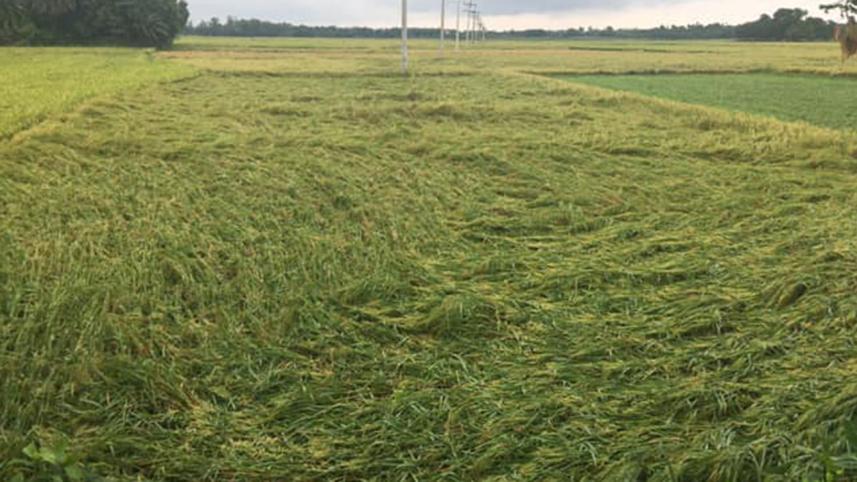 Crop-damaged-web.jpg