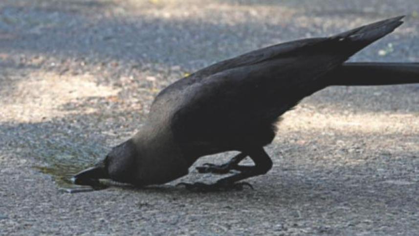 crow in heat wave