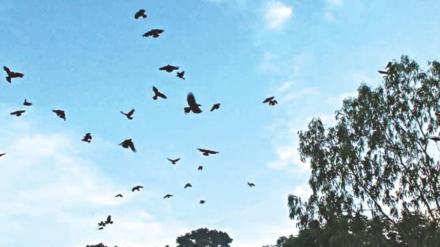 crow.jpg