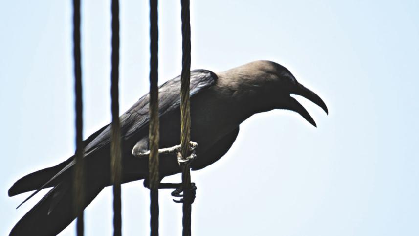 crows