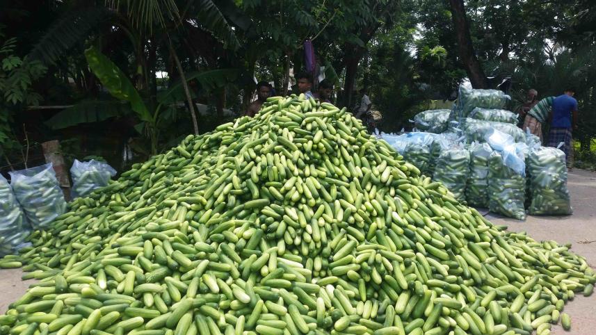 cucumber.jpg