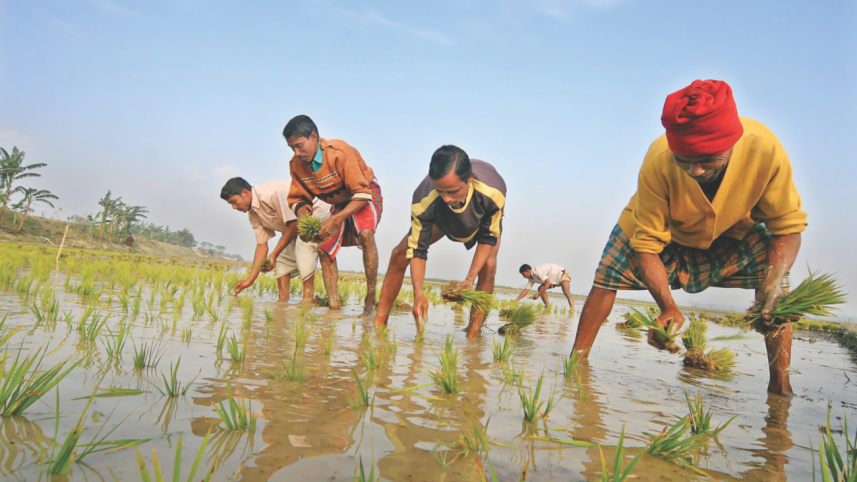 cultivation