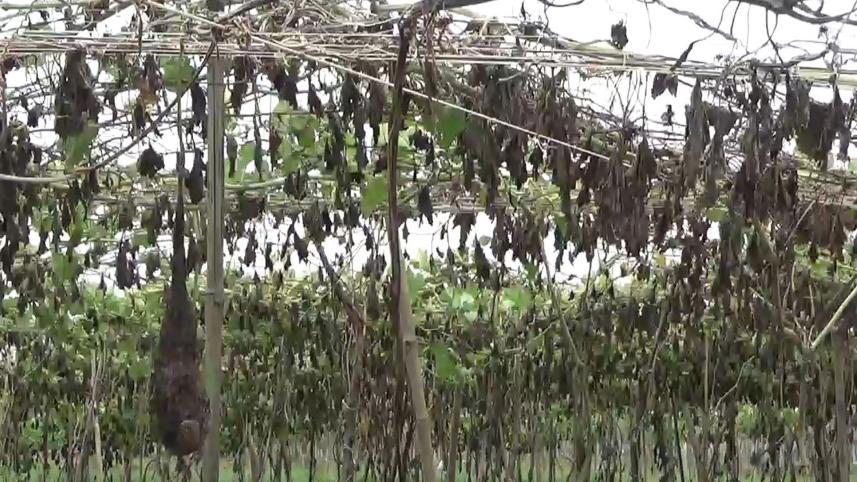 cyclone-Amphan-damaged-vegetable-field.jpg