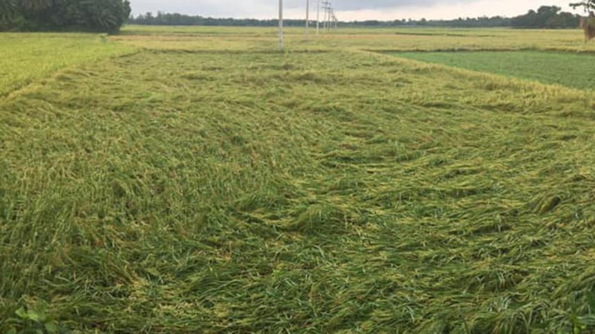 Cyclone Fani damaged crops in Bangladesh