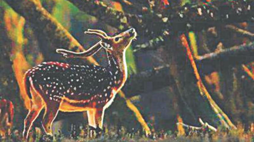 Deer