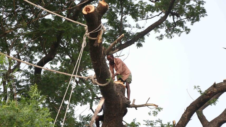 death of trees.jpg