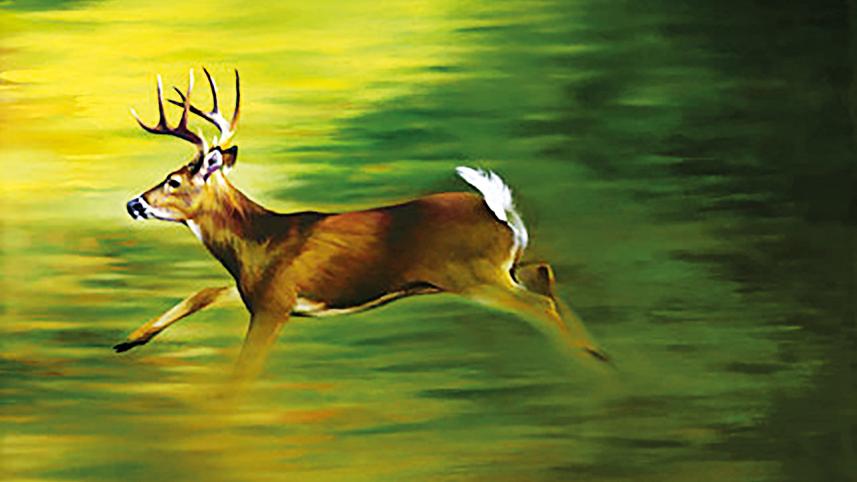 Deer.jpg