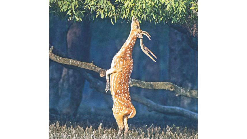 deer katka.jpg
