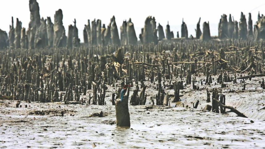 deforestation