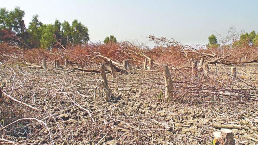 deforestration