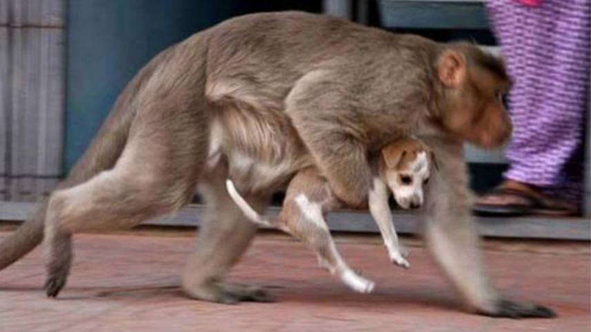Dog-2WB.jpg