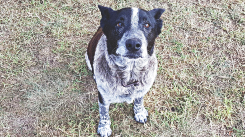 dog.jpg