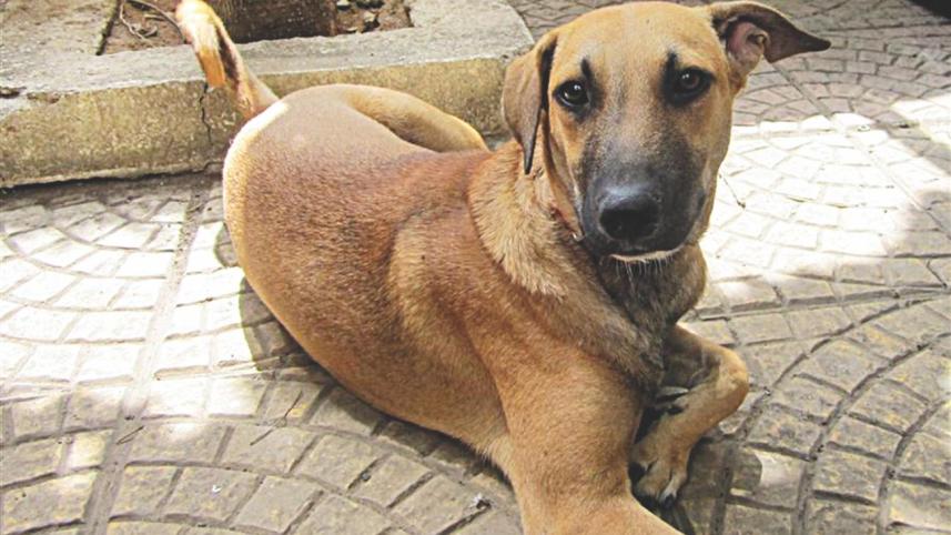 dog.jpg