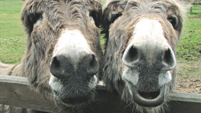 donkey