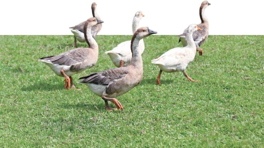 Duck