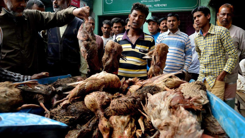ducks poisoned.jpg