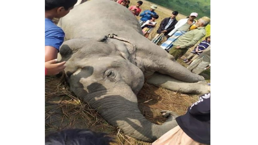 elephant-2.jpg