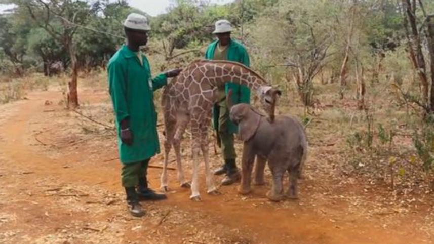 elephant-and-giraff.jpg