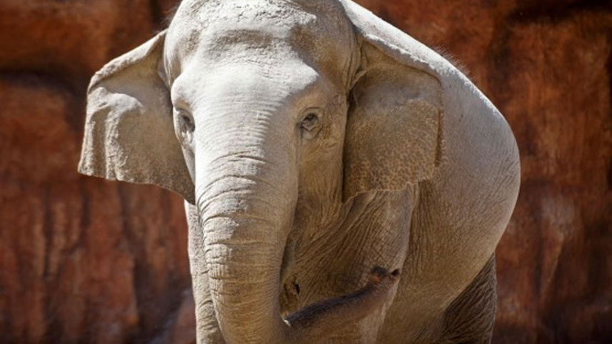 elephant-killers-and-poachers.jpg