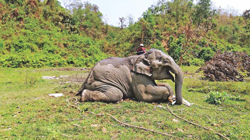 elephant.jpg