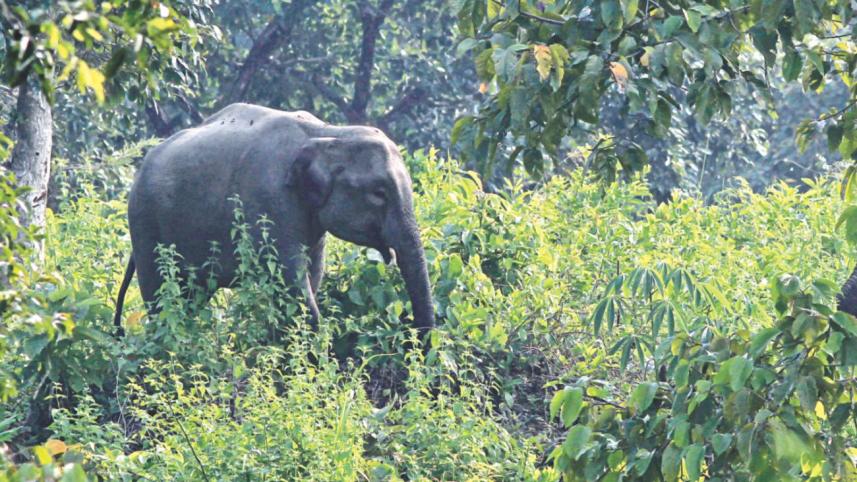 elephant.jpg