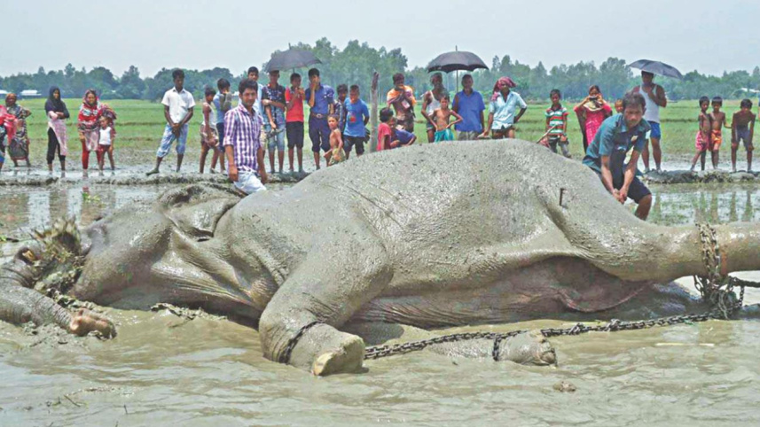 elephant.jpg